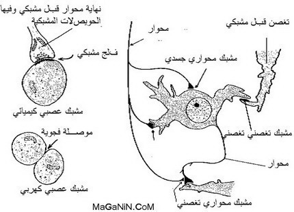 خلايا الجهاز العصبي العصبونات والمشابك