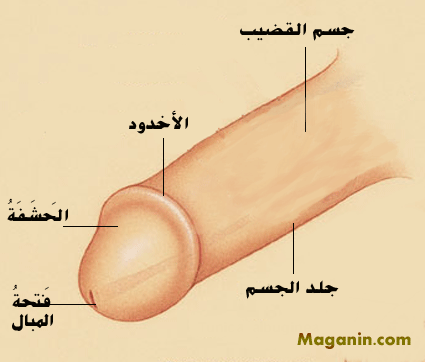 [صورة: pines.gif]