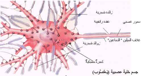       Multiple Sclerosis