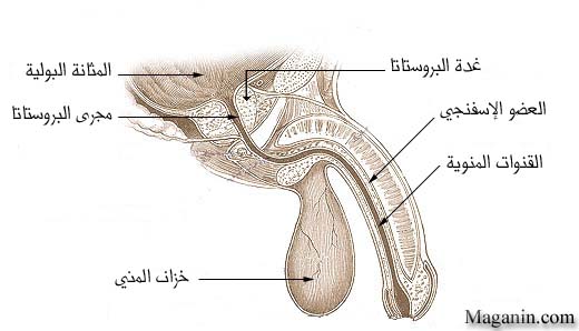 الجهاز التناسلي للذكر