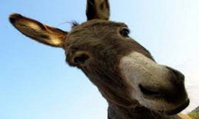 صورة «حالة حمار»