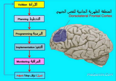 الوظائف الجبهية التنفيذية من المذاكرة إلى الطب النفسي