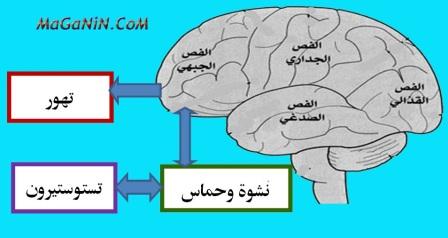 الأبعاد النفسية لهورمون الجنس الذكري