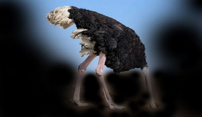 صورة «نعامة !»